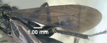 Media type: image;   Entomology 600326 Aspect: front wing